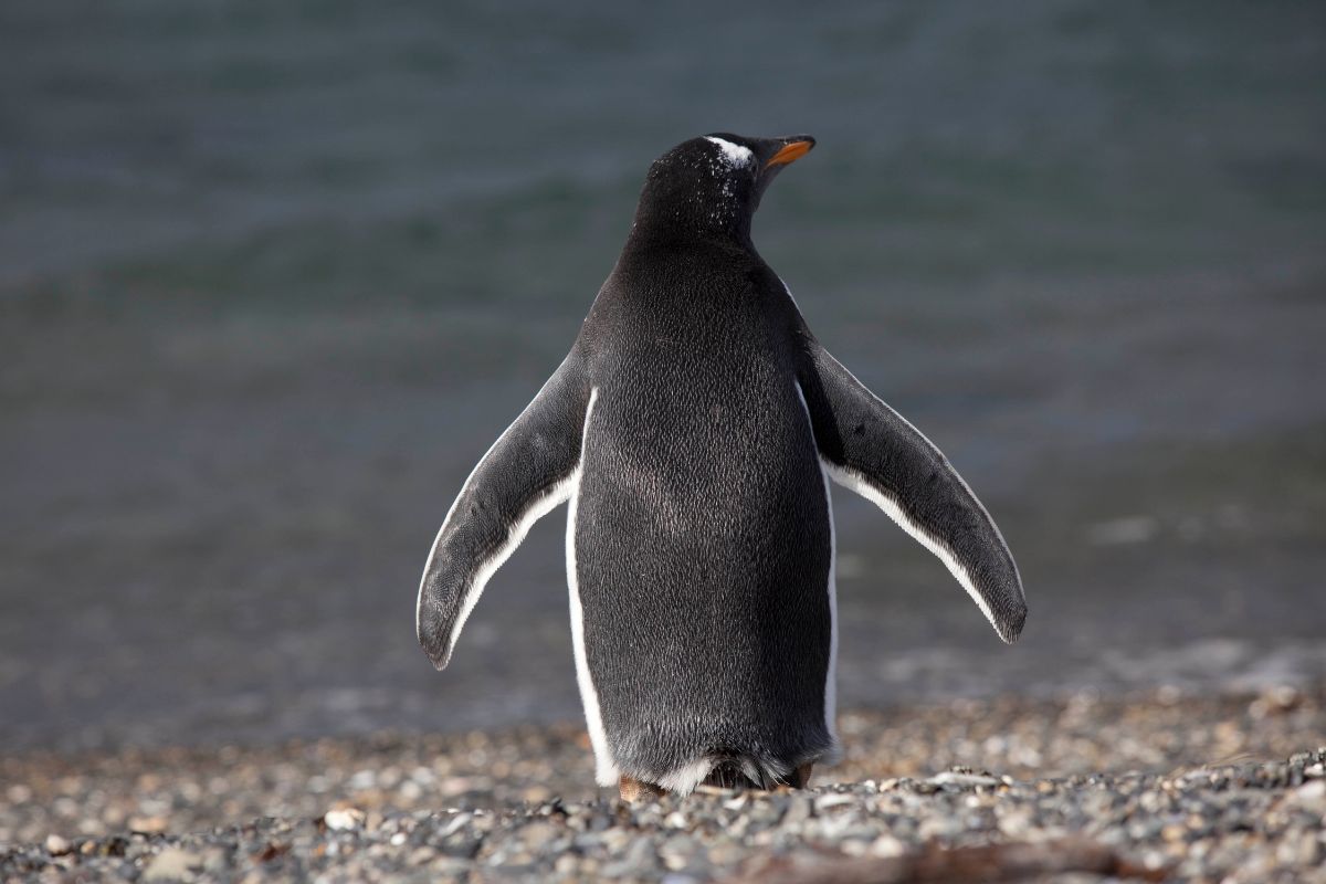 pinguinos-ushuaia-terramar